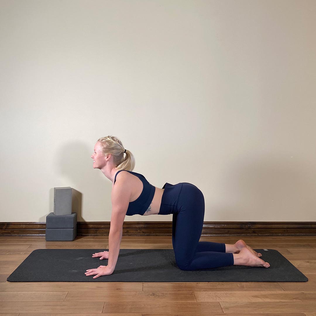 Cow Pose, Bitilasana