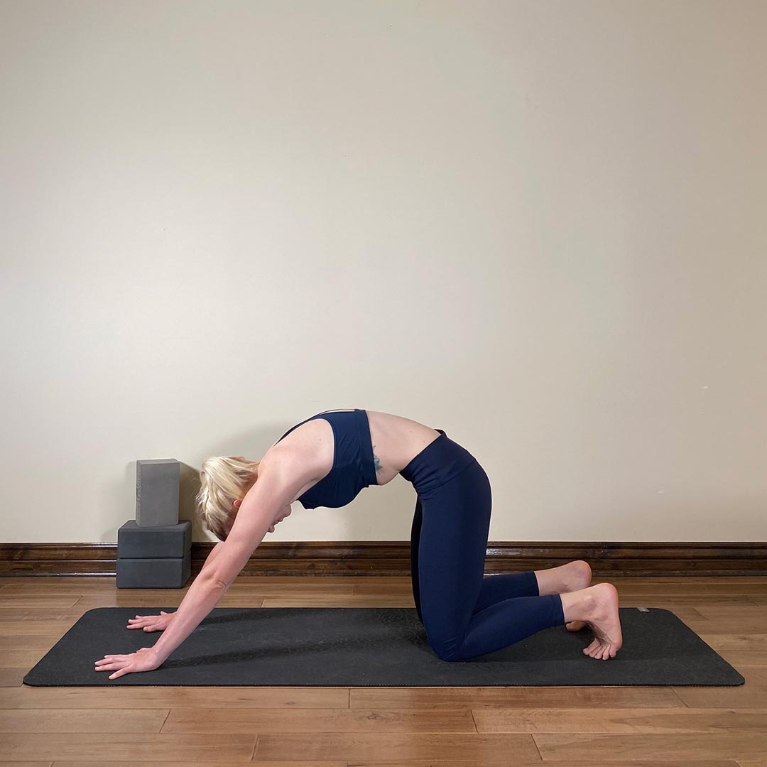 Downward Facing Cat Pose, Adho Mukha Marjariasana