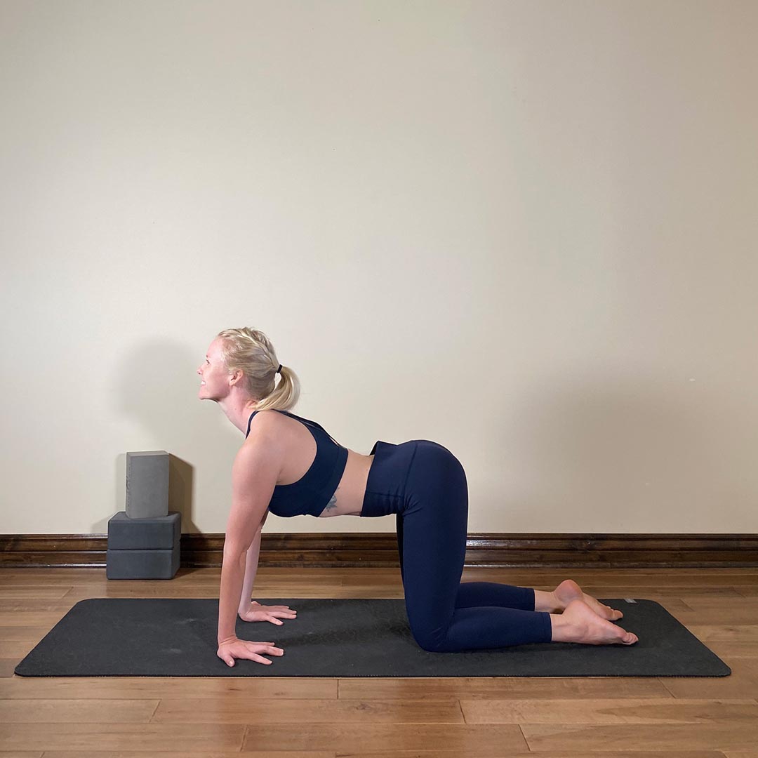 Intense Wrist Stretch Cow Pose, Uttana Manibhanda Bitilasana