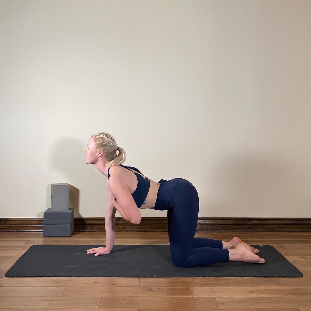 One Hand Cow Pose, Eka Hasta Bitilasana